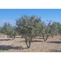 cultivation of truffle plants