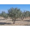 cultivation of truffle plants
