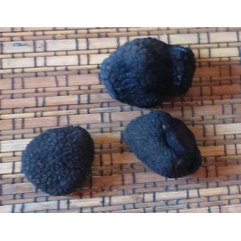 Truffes noires. truffe fraîche. tuber melanosporum
