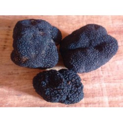 Autumn truffle. fresh truffle