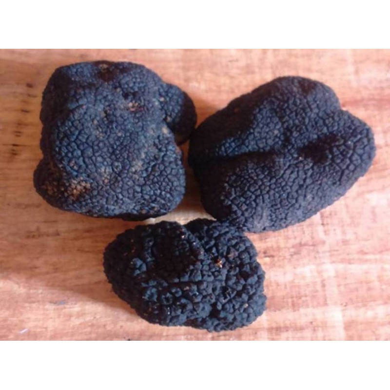 Trufa de toamna. trufe proaspete. tubercul uncinatum. Cumpără. vânzare. Preț