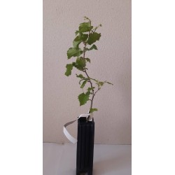 mycorrhized truffle hazelnuts. black truffle tree. I grow oak plants. plants