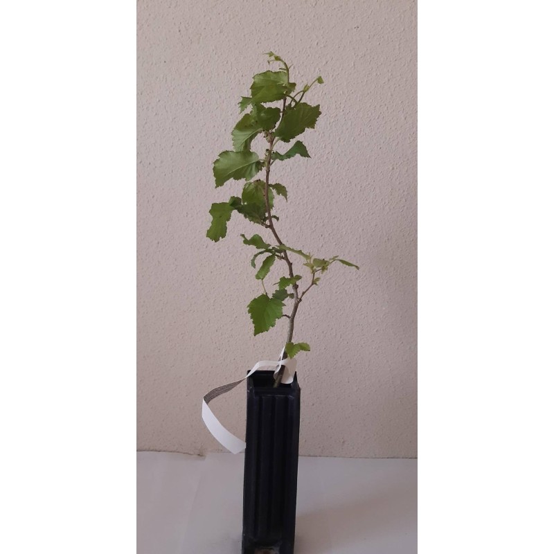 mycorrhized truffle hazelnuts. black truffle tree. I grow oak plants. plants