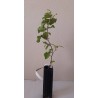 mycorrhized truffle hazelnuts. black truffle tree. I grow oak plants. plants