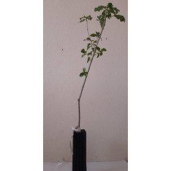 mycorrhizal oak. truffle plants