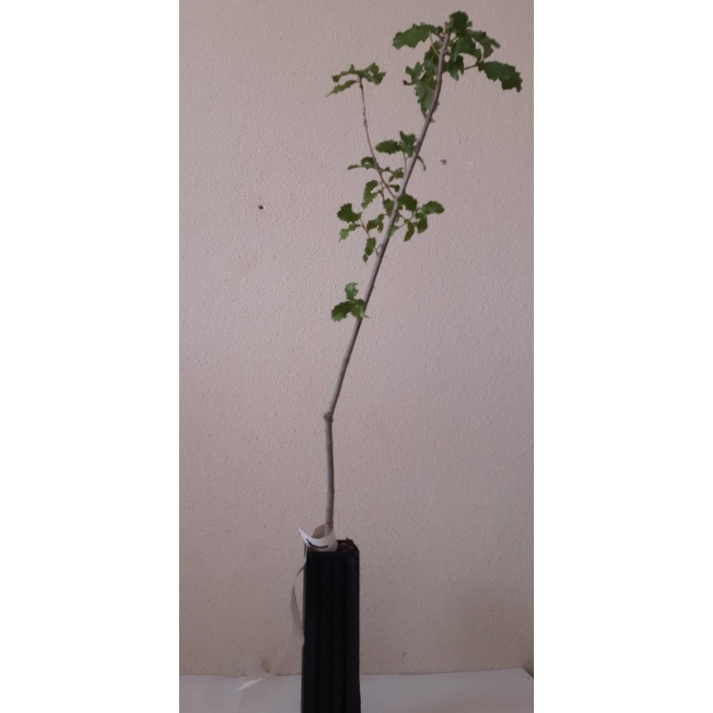 mycorrhizal oak. truffle plants