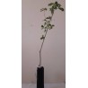 mycorrhizal oak. truffle plants