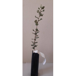 Holm oak tree (Quercus ilex)
Mycorrhizal truffle plants of black truffle