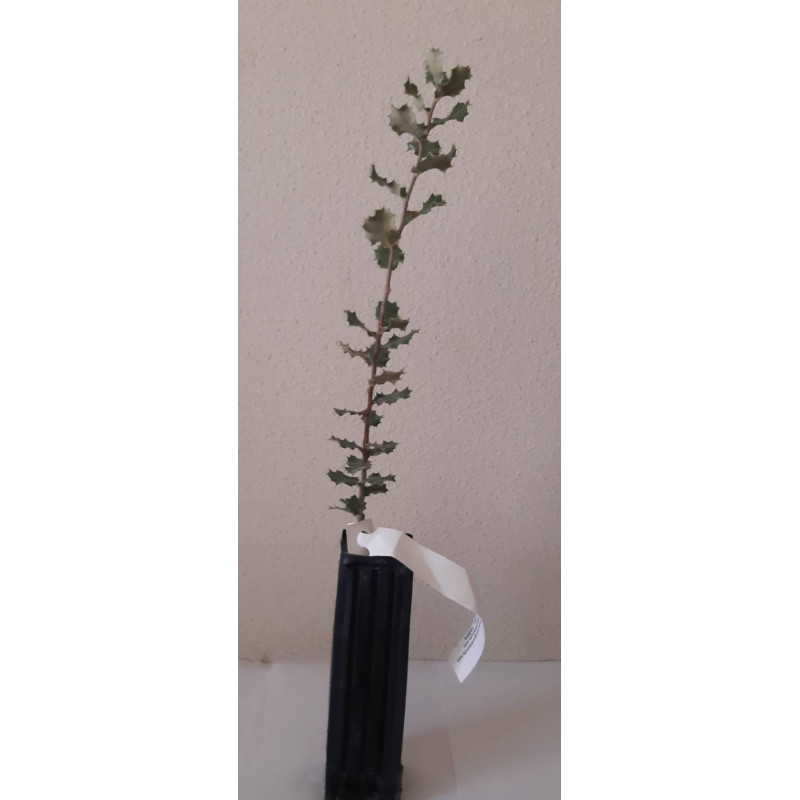 Holm oak tree (Quercus ilex)
Mycorrhizal truffle plants of black truffle
