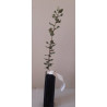 Holm oak tree (Quercus ilex)
Mycorrhizal truffle plants of black truffle