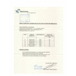 alune cu trufe. trufa neagra copac. Eu cresc plante de stejar verde. Cumpără. vânzare. Preț